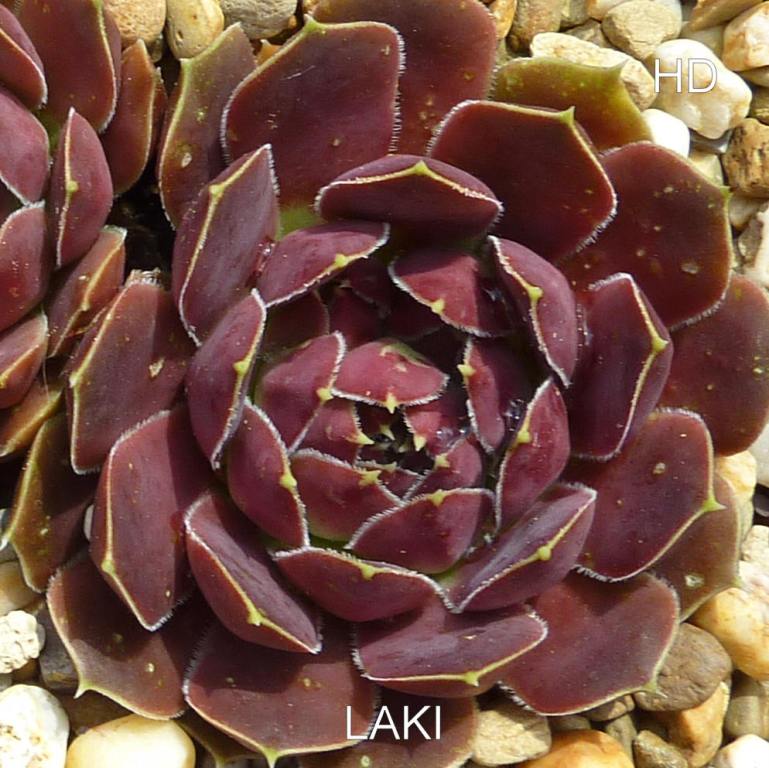 Laki / Jovi