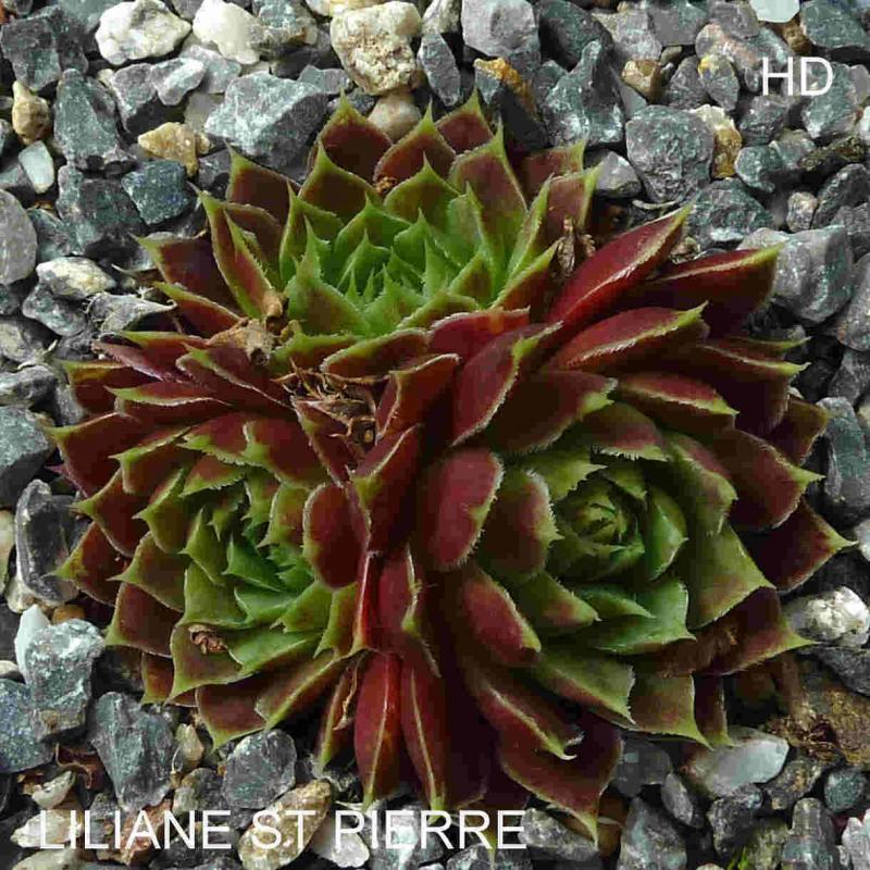 Liliane St. Pierre / Jovi