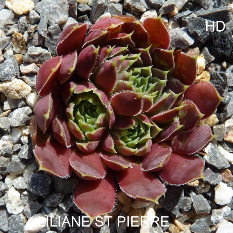 Liliane St. Pierre / Jovi