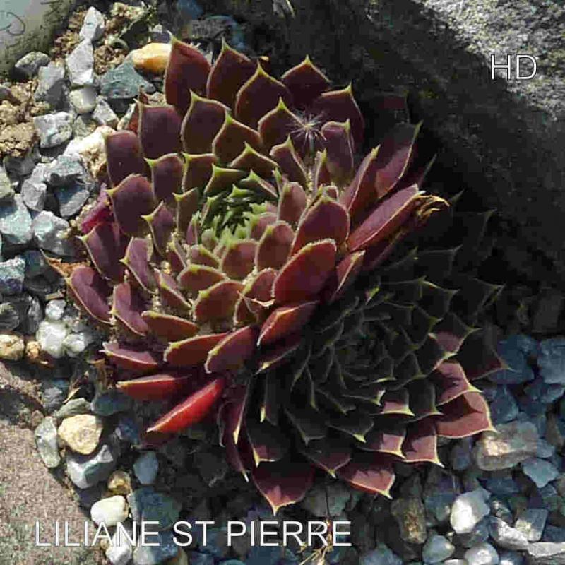 Liliane St. Pierre / Jovi
