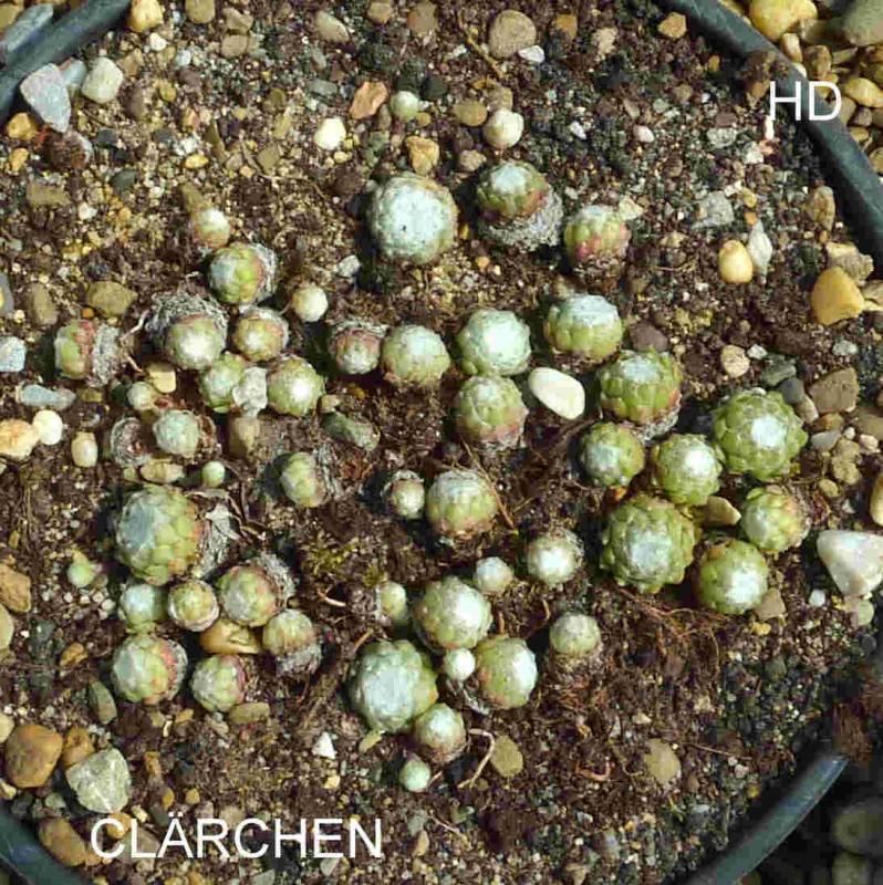Clärchen
