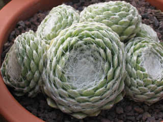 Clärchen