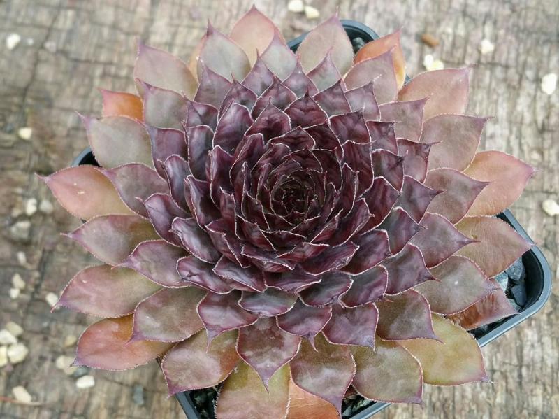 Lavender Queen