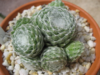 Clärchen
