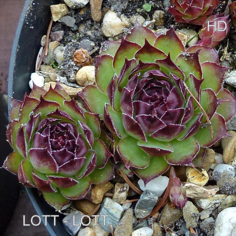 Lott-Lott