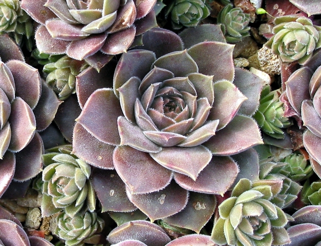 marmoreum ssp. reginae-amaliae from Kambeecho No. 1