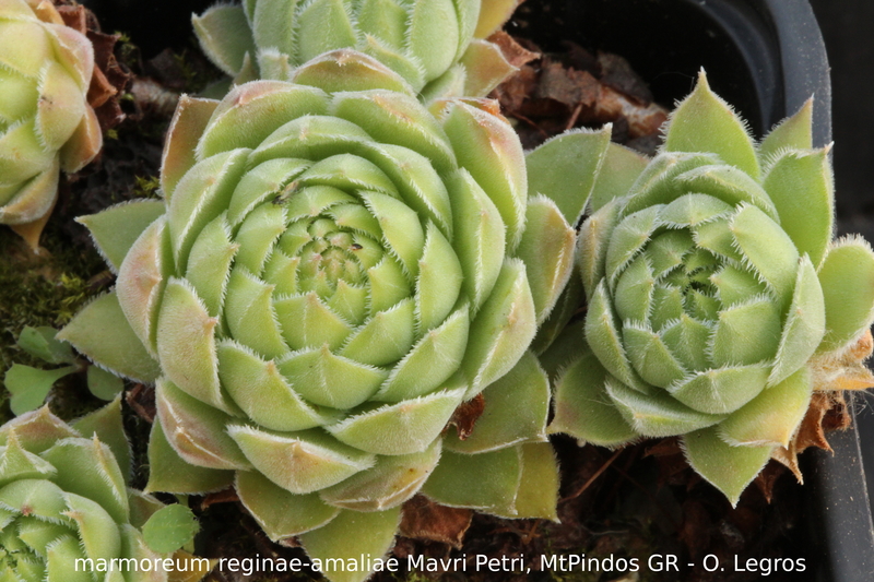 marmoreum ssp. reginae-amaliae from Mavri Petri