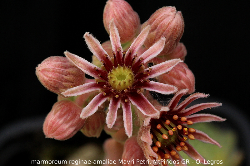 marmoreum ssp. reginae-amaliae from Mavri Petri