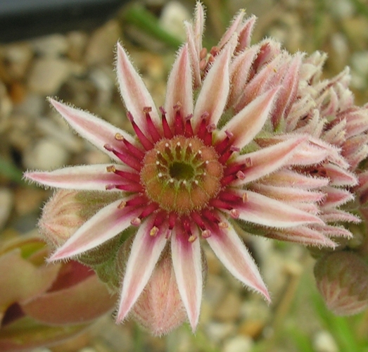 marmoreum ssp. reginae-amaliae from Kambeecho No. 1