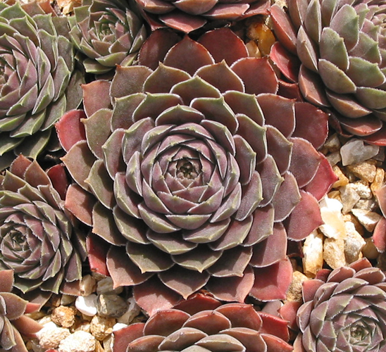 marmoreum ssp. reginae-amaliae from Kambeecho No. 2 (Red Form)