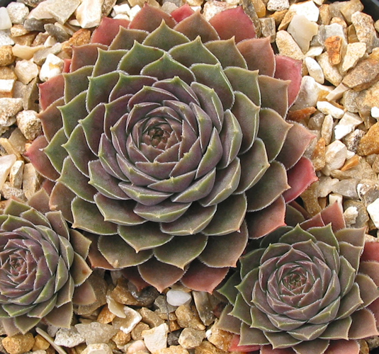 marmoreum ssp. reginae-amaliae from Kambeecho No. 2 (Red Form)