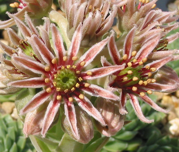 marmoreum ssp. reginae-amaliae from Mavri Petri