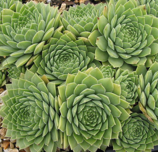 marmoreum ssp. reginae-amaliae from Mavri Petri