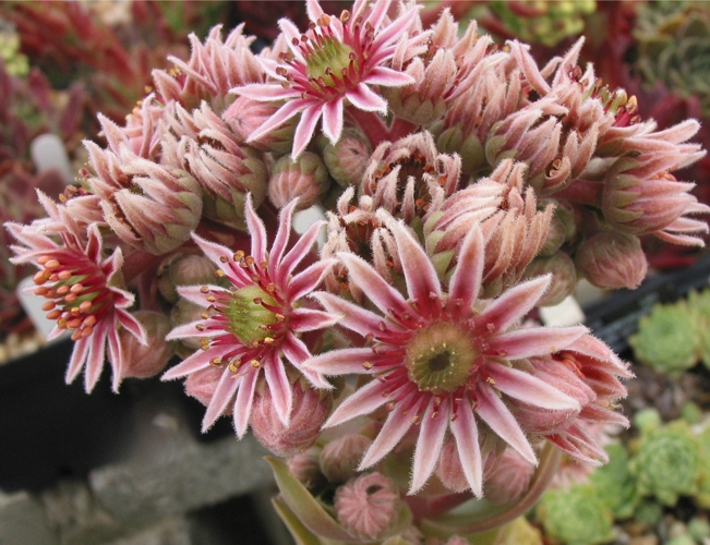 marmoreum ssp. reginae-amaliae from Kambeecho No. 1