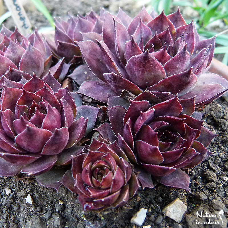 tectorum var. tectorum (rhenanum)