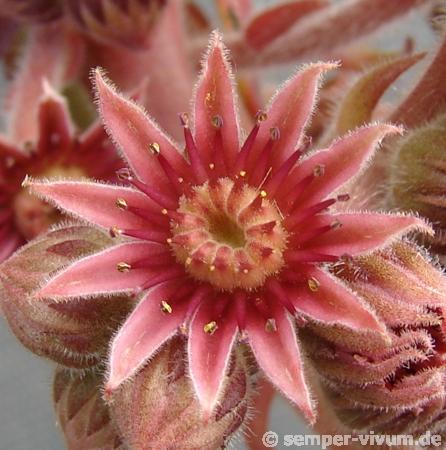 tectorum var. tectorum (rhodanicum)