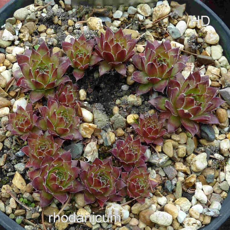 tectorum var. tectorum (rhodanicum)