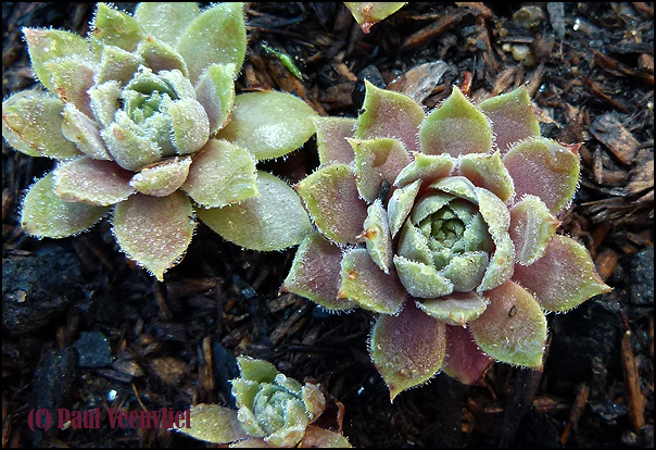 marmoreum ssp. erythraeum from Rilagebirge