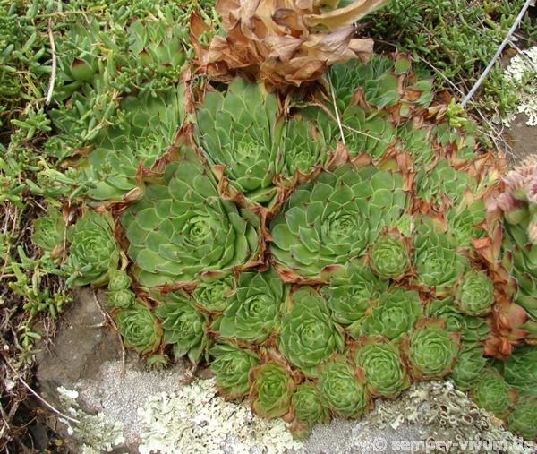 tectorum var. arvernense from Rocher d'Ajoux