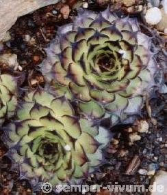 tectorum var. tectorum (royanum)