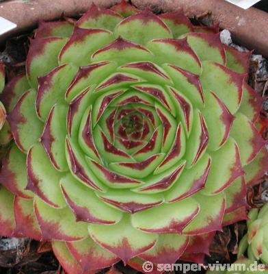 tectorum var. tectorum (royanum)