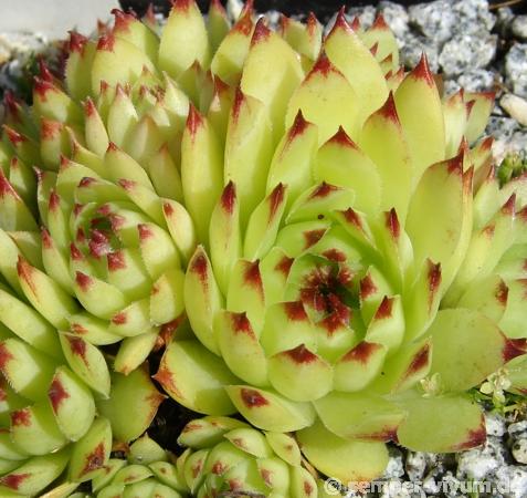 tectorum var. tectorum (rupestre)