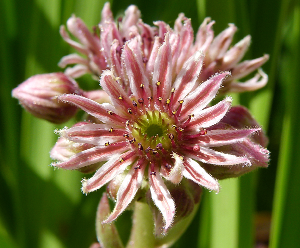 marmoreum ssp. marmoreum (rubicundum)