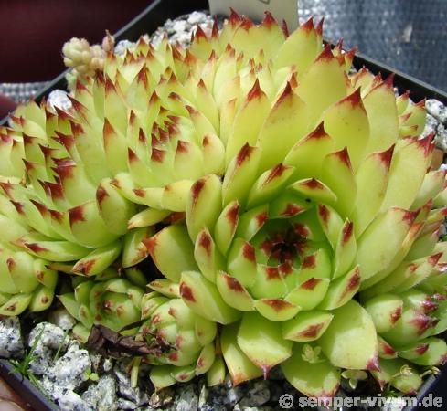 tectorum var. tectorum (rupestre)