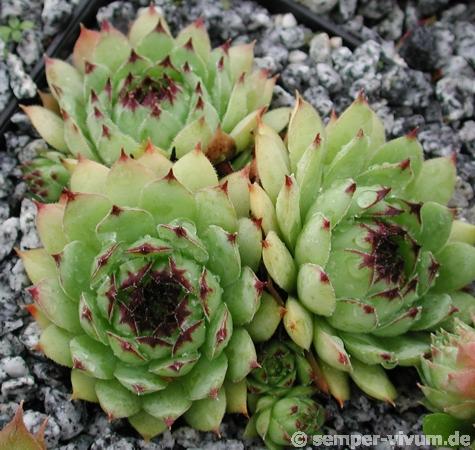 tectorum var. tectorum (rupestre)
