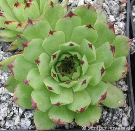 tectorum var. tectorum (rupestre)