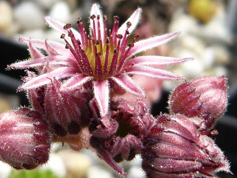 marmoreum ssp. marmoreum (balcanicum)