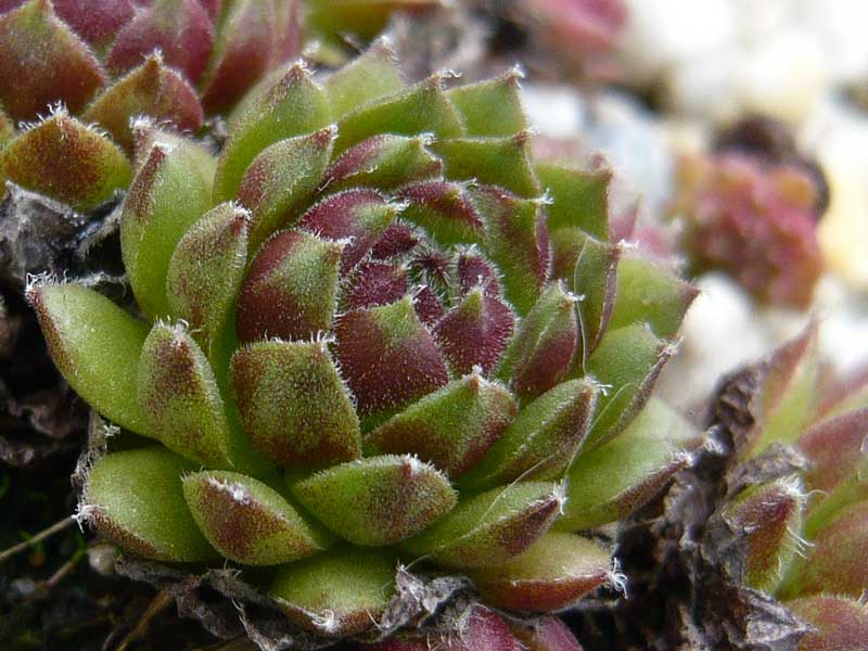 minutum (hirtella)