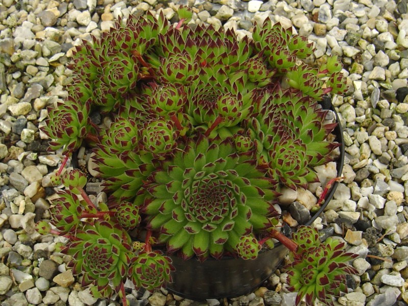Little Urchin