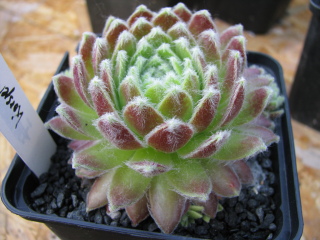 Korspel Cherry