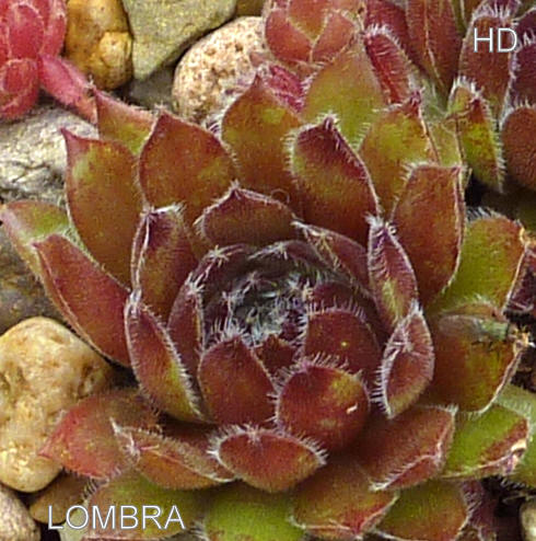 Lombra