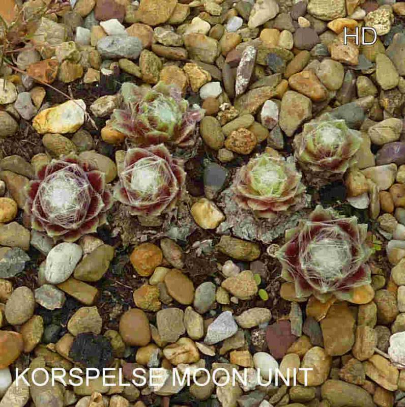 Korspelse Moon Unit