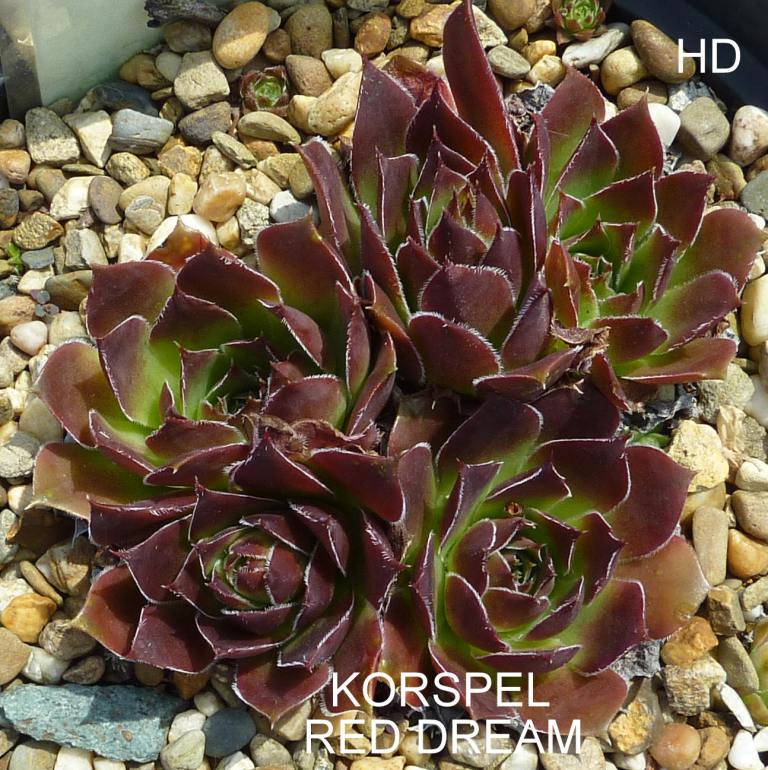 Korspel Red Dream / Jovi