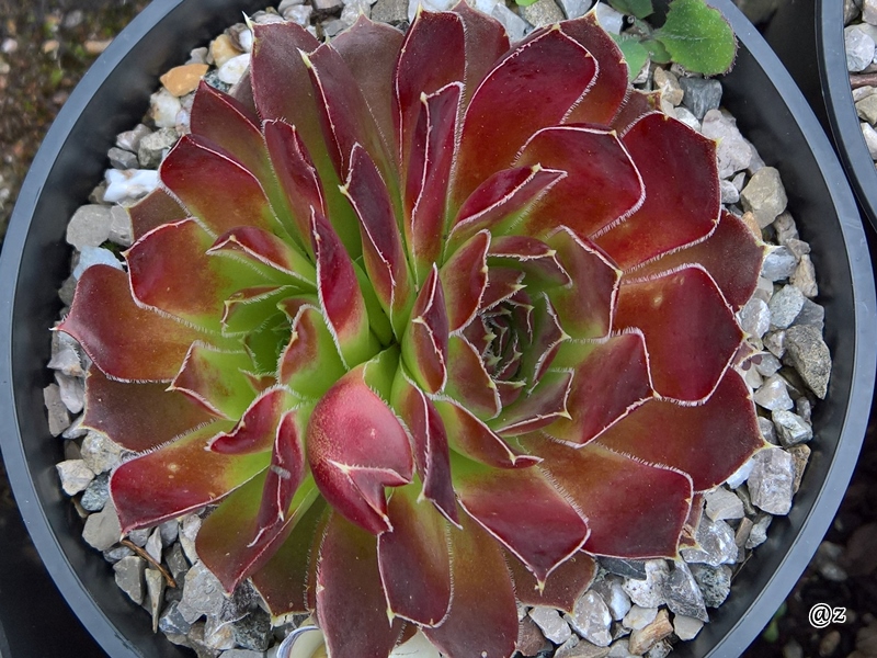 Korspelse Joellane / Jovi