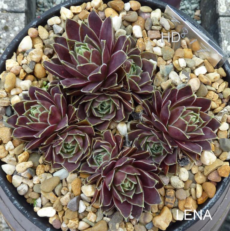 Lena / Jovi