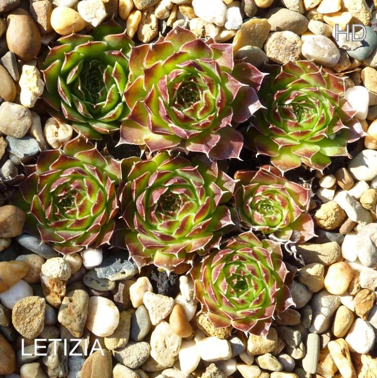 Letizia / Jovi