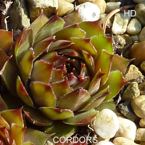 Cordors