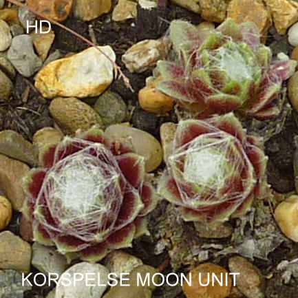 Korspelse Moon Unit
