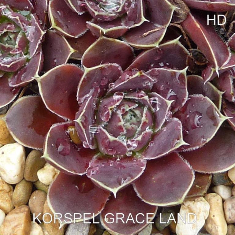 Korspel Grace Land / Jovi
