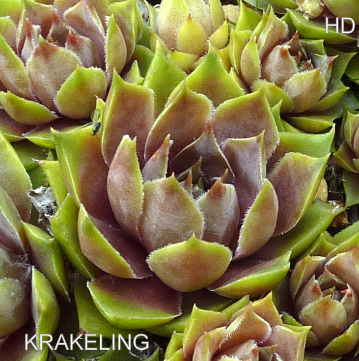 Krakeling