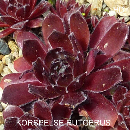 Korspelse Rutgerus