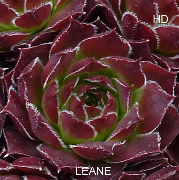 Leane / Jovi
