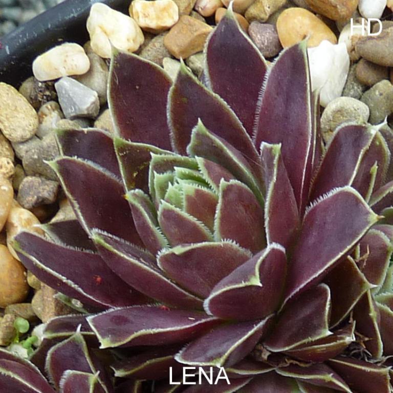 Lena / Jovi