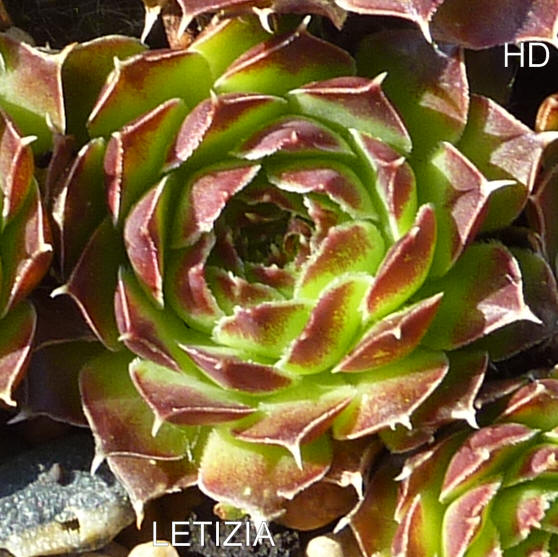 Letizia / Jovi