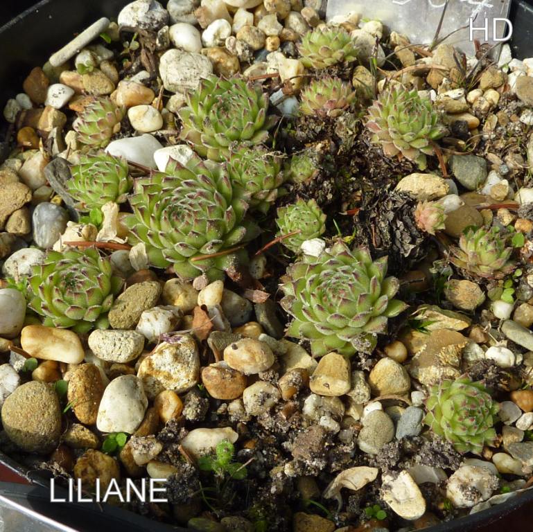 Liliane