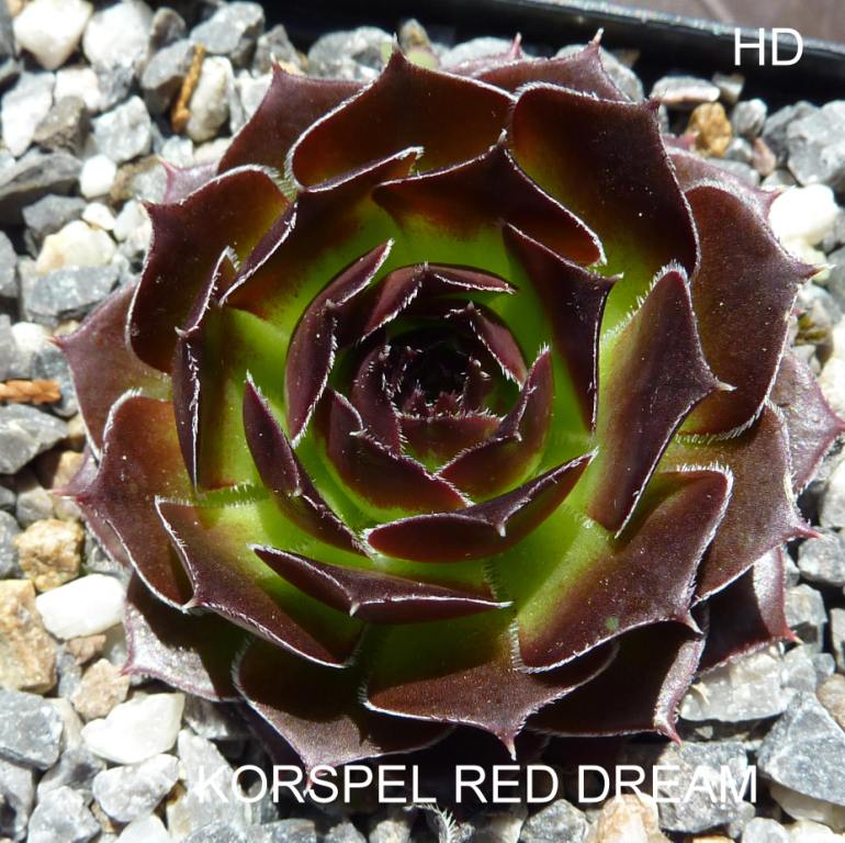 Korspel Red Dream / Jovi
